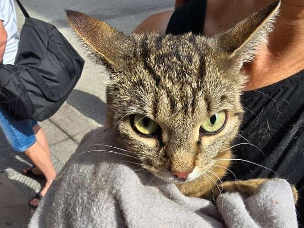 gatto prigioniero vano motore