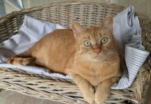 Genova, al Canile di Monte Contessa molti gatti in attesa di adozione gatto rosso canile genova