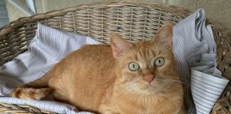 Genova, al Canile di Monte Contessa molti gatti in attesa di adozione gatto rosso canile genova