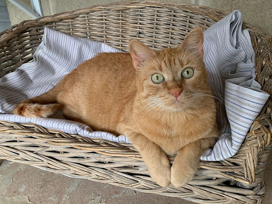 gatto rosso canile genova