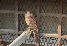 Genova, un giovane Gheppio tra le impalcature della Questura, salvato gheppio Questura Genova