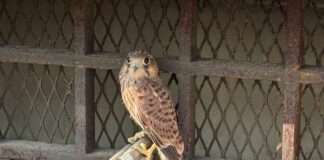 Genova, un giovane Gheppio tra le impalcature della Questura, salvato gheppio Questura Genova