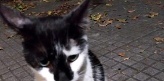 Genova, cerca da mesi il gatto scappato dal camper, avvistato a Pegli gigi gatto scomparso Multedo camper