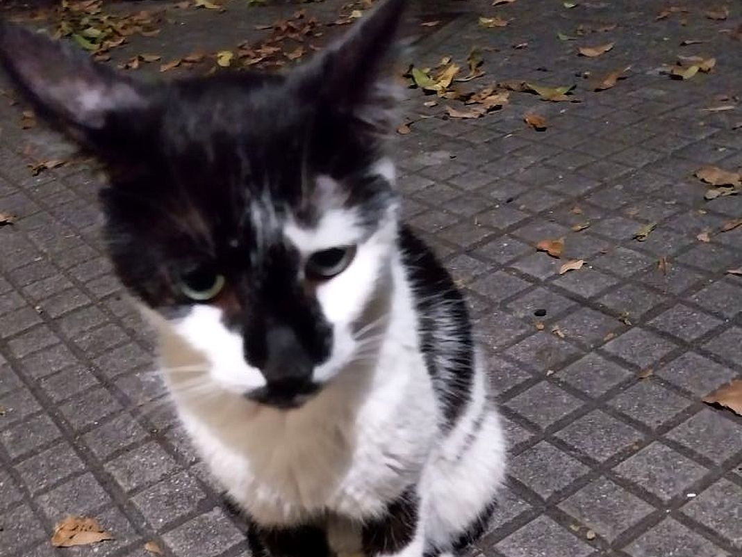 gigi gatto scomparso Multedo camper