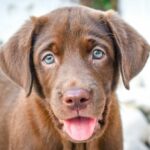 labrador chocolate