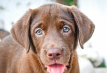 Portovenere, finanzieri salvano labrador da colpo di calore labrador chocolate
