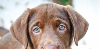 Portovenere, finanzieri salvano labrador da colpo di calore labrador chocolate