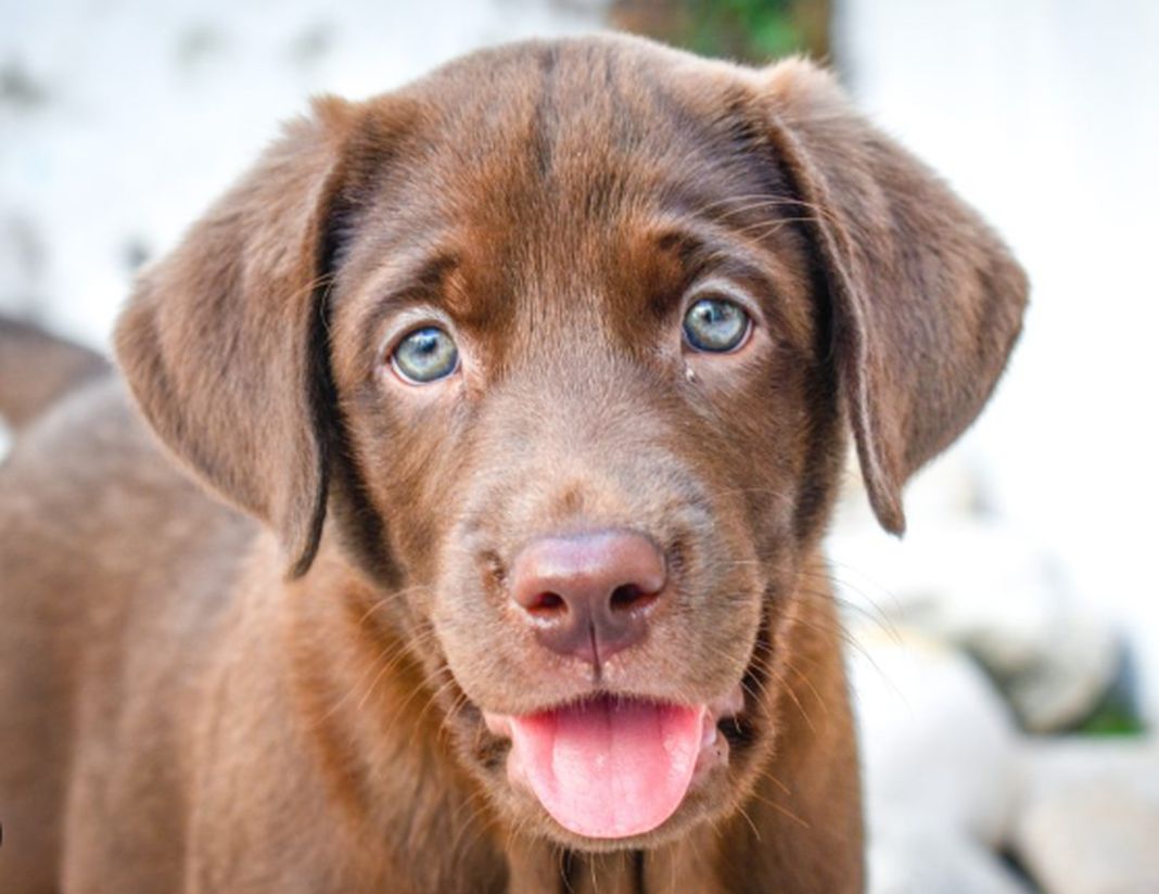 labrador chocolate