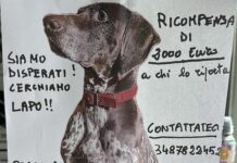 Isola del Cantone, duemila euro a chi riporterà a casa Lapo Lapo cane smarrito