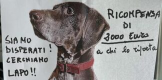 Isola del Cantone, duemila euro a chi riporterà a casa Lapo Lapo cane smarrito