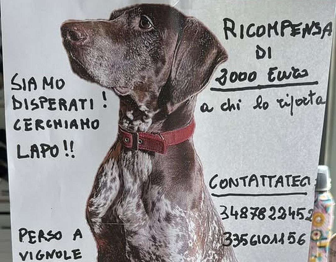 Lapo cane smarrito