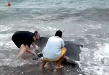 Genova, una grossa manta si è spiaggiata a Sturla Manta a Sturla