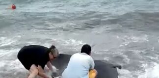 Genova, una grossa manta si è spiaggiata a Sturla Manta a Sturla