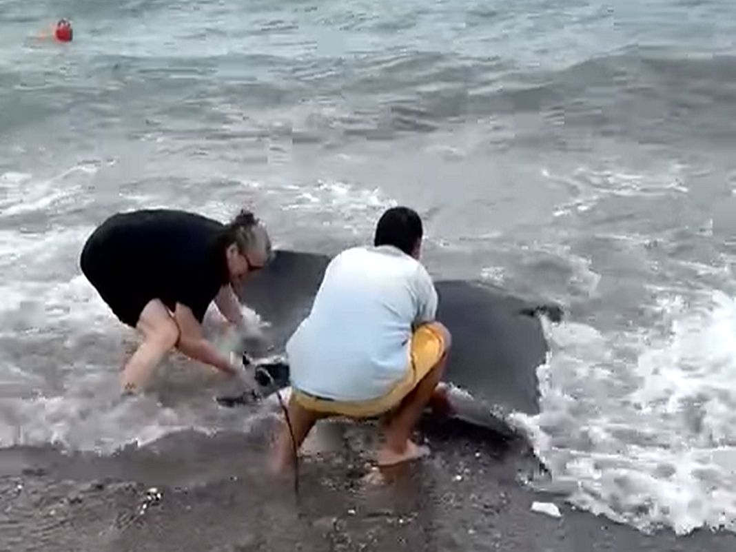 Manta a Sturla