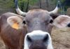 Serra Riccò, torna il Festival della Cabannina Mucca Cabannina