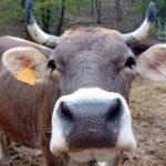 Mucca Cabannina