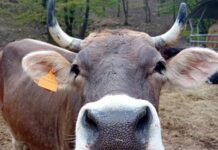 Serra Riccò, torna il Festival della Cabannina Mucca Cabannina