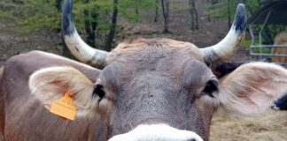 Festival della Mucca Cabannina a Serra Riccò Mucca Cabannina