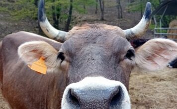Mucca Cabannina