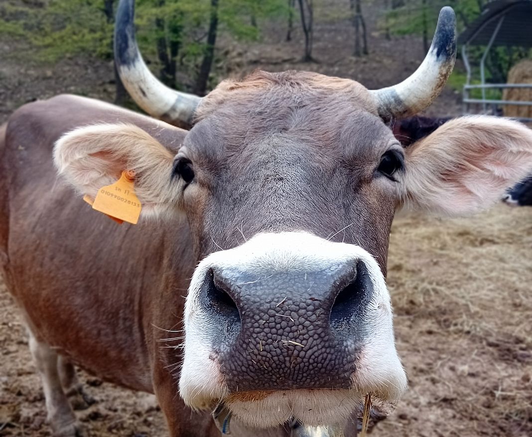 Mucca Cabannina