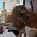 serpente Bogliasco