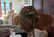 Bogliasco, serpente entra in casa e si nasconde nel divano serpente Bogliasco
