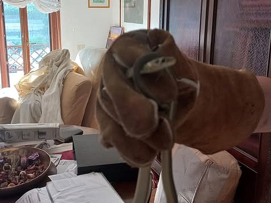 serpente Bogliasco