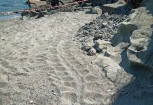 Celle Ligure, trovato il primo nido di tartaruga marina del 2025 tartaruga caretta nido Celle Ligure giugno 2025