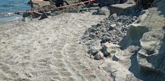 Celle Ligure, trovato il primo nido di tartaruga marina del 2025 tartaruga caretta nido Celle Ligure giugno 2025