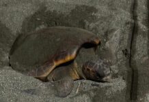 Sestri Levante, confermata la presenza del secondo nido di Caretta caretta in Liguria tartaruga caretta sestri levante 27 giugno 2025
