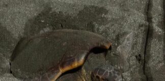 Sestri Levante, confermata la presenza del secondo nido di Caretta caretta in Liguria tartaruga caretta sestri levante 27 giugno 2025