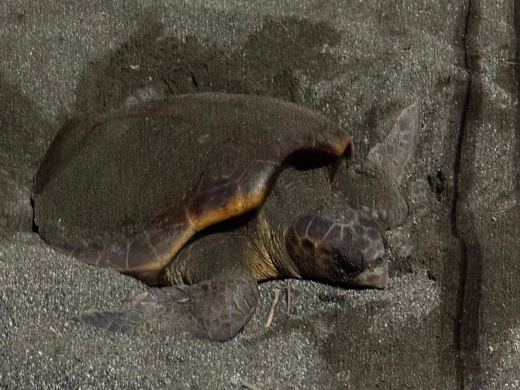 tartaruga caretta sestri levante 27 giugno 2025