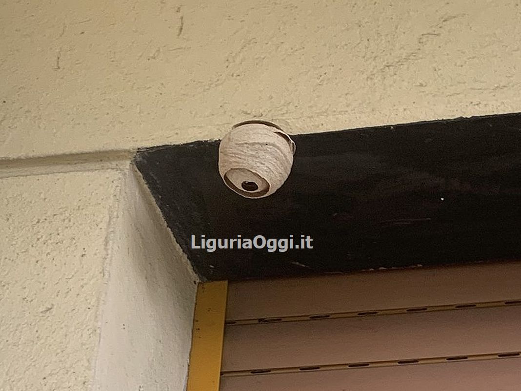 vespa velutina nido primario Teglia Genova