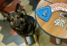 Finale Ligure, cane antidroga trova cocaina nascosta in auto Lupo cane anti droga