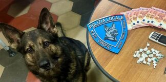Finale Ligure, cane antidroga trova cocaina nascosta in auto Lupo cane anti droga
