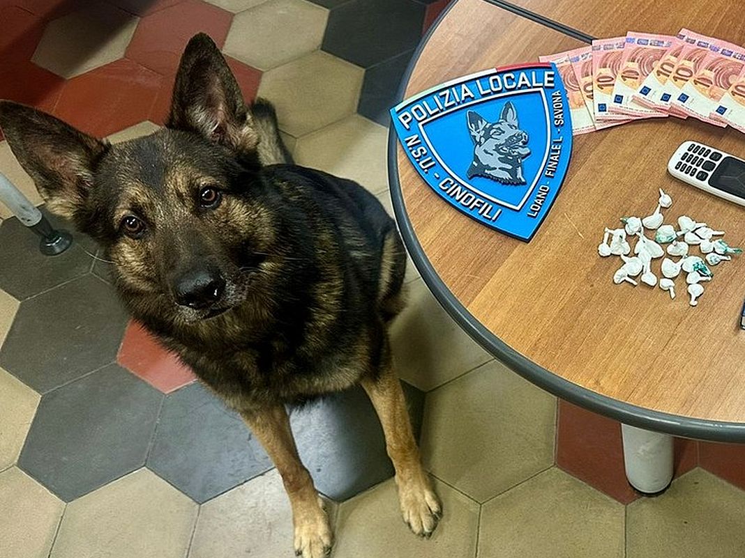 Lupo cane anti droga