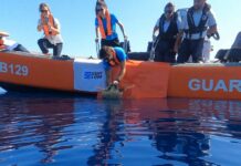 L’aggiornamento sui nidi di tartaruga Caretta in Liguria, continua il monitoraggio Tartaruga Caretta caretta Julia