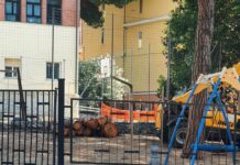 Celle Ligure, blitz dei carabinieri forestali per il taglio dei pini alberi abbattuti Celle Ligure