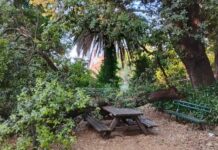 Genova, caduta improvvisa rami, invito di Aster alla massima attenzione albero caduto