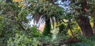 Genova, caduta improvvisa rami, invito di Aster alla massima attenzione albero caduto