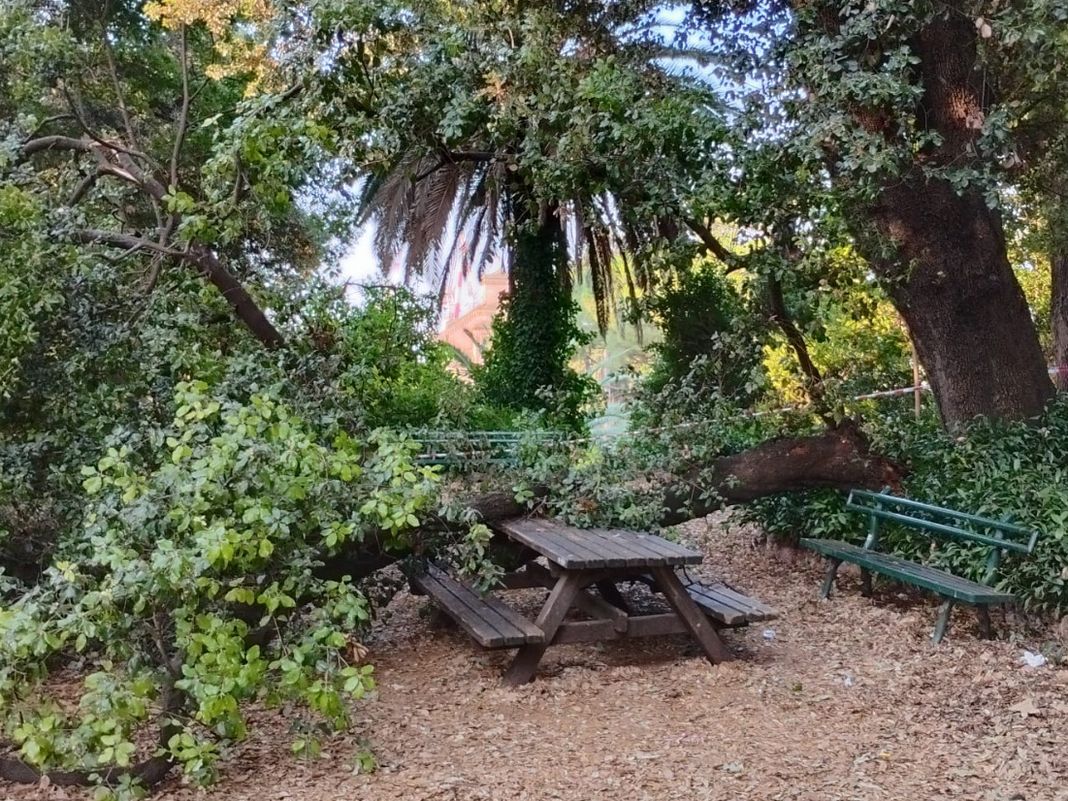 albero caduto