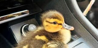 Anatroccoli salvati sull’Autostrada A6 Savona – Torino anatroccolo