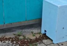Rapallo, sciame d’api all’autolavaggio, arriva l’apicoltore sciame api Rapallo