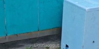 Rapallo, sciame d’api all’autolavaggio, arriva l’apicoltore sciame api Rapallo