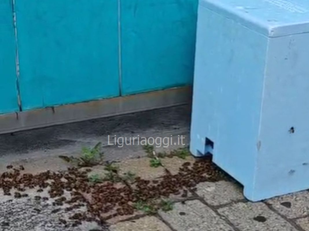 sciame api Rapallo