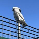 cacatua la spezia