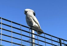 La Spezia, cacatua avvistato nella zona Pieroni, chi l’ha perso? cacatua la spezia