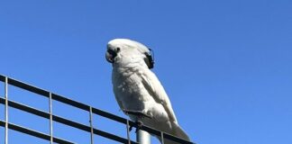 La Spezia, cacatua avvistato nella zona Pieroni, chi l’ha perso? cacatua la spezia