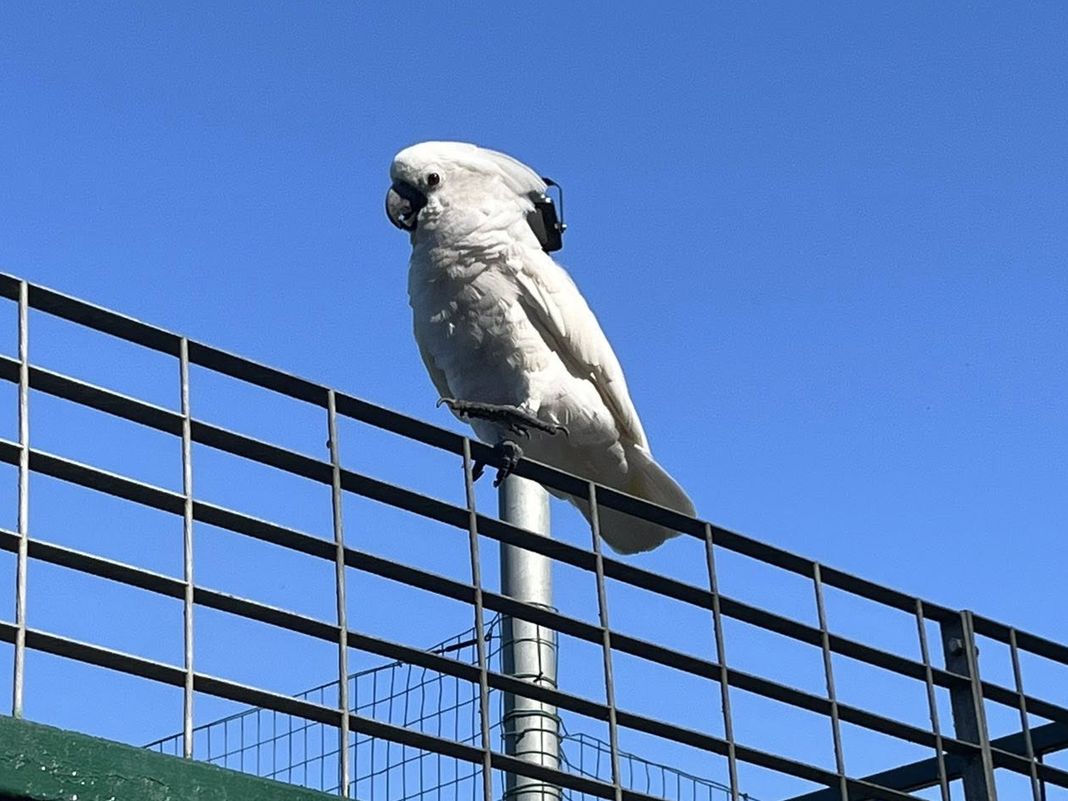 cacatua la spezia