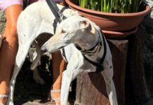 Ritrovata a Celle Ligure la cagnolina Perla Perla cagnolina fuggita